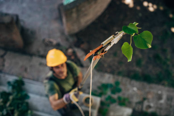 How Our Tree Care Process Works  in  Mineville, NY